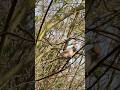 Female Eurasian Blackcap in Bushes | Relaxing Bird Sounds 4K