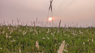 VIDEO CINEMATIC ILALANG NATURE | VN EDITING VIDEO | SHOT ON XIAOMI REDMI 10