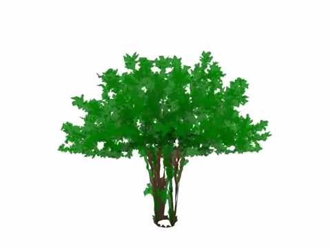Watch a Generative Art Tree Grow #2
