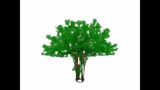 Watch a Generative Art Tree Grow #2