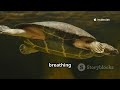 【Did You Know】 Turtles That Breathe Through Their Butts?! #khentertainment