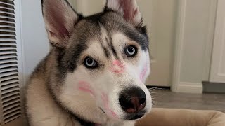 Adopting a Husky: The Joy, The Chaos, and The Temperament