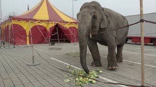 Zvířata v cirkusech