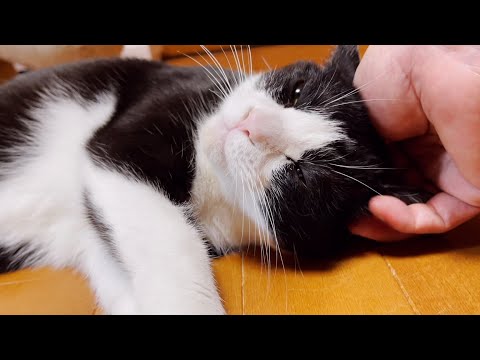 お父さんでもいいから撫でてほしくなるときがある猫