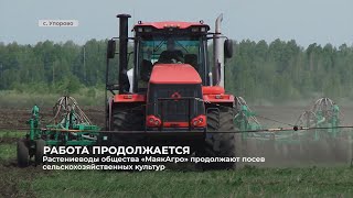 Растениеводы общества «МаякАгро» продолжают посев сельскохозяйственных культур