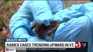 Rabies cases on the rise in northern Vermont county