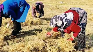 Harvesting chickpea by nomadic women.Hard Life in the nomadic village of IRAN part2