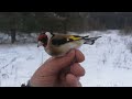 Щегол, который не хотел улетать 🐦😊😁