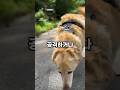 강아지 산책할 때 이것 5가지는 꼭 기억하세요! #강아지산책 #강아지짤 #강아지영상