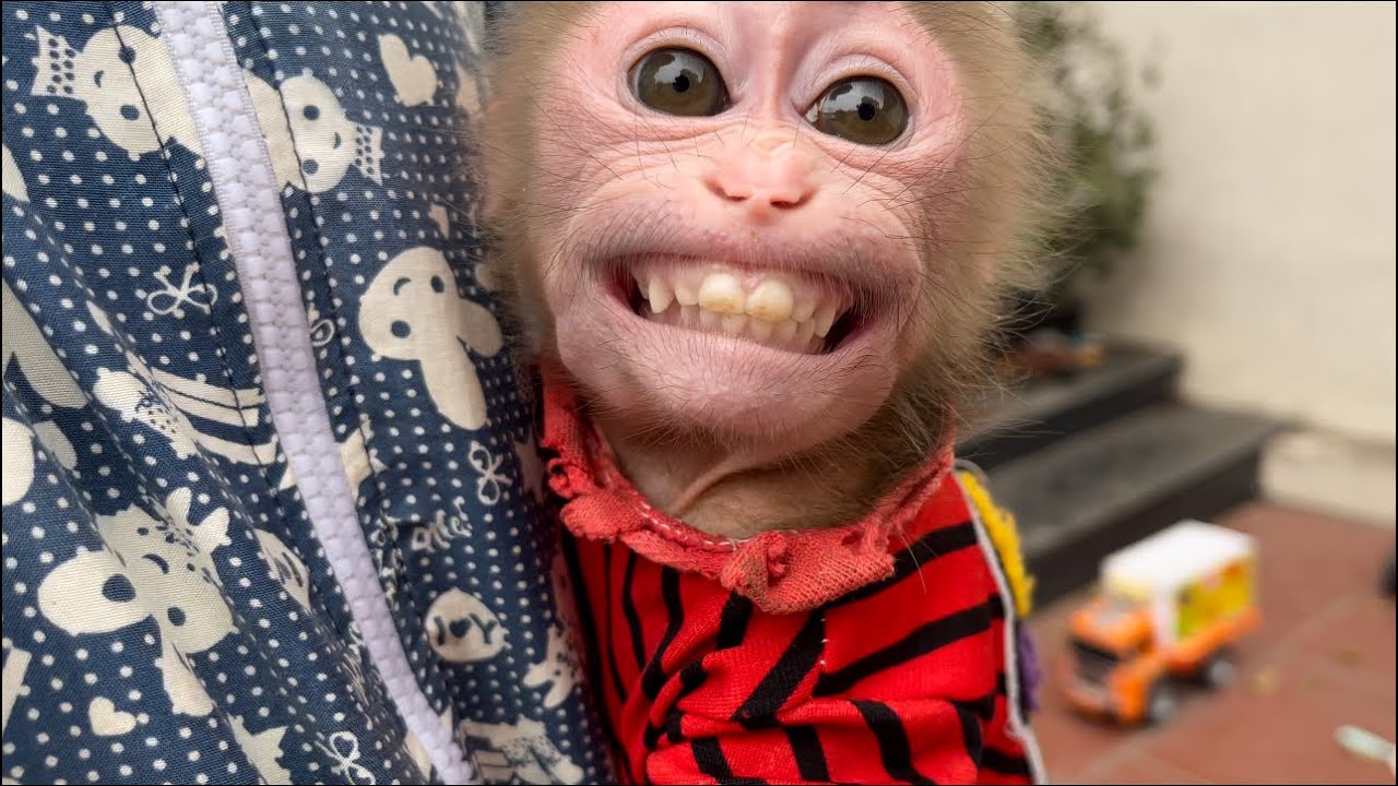 Monkey Baby Bon Monkey laughs very funny, monkey goes to the