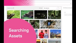 Picvario DAM - Searching Assets and Collections
