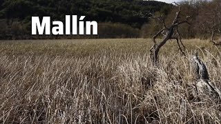 Mallín