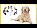 Soothing Chakra Music for Dogs to relax ~ Dog Music to Sleep