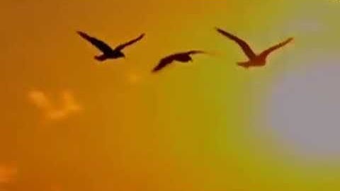 دحيم الحماد ١٤٣٥هـ سورة عبس