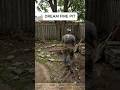 This Backyard Fire Pit Transformation Is Insanely Satisfying #shorts #viral #fyp #usashorts #us #uk