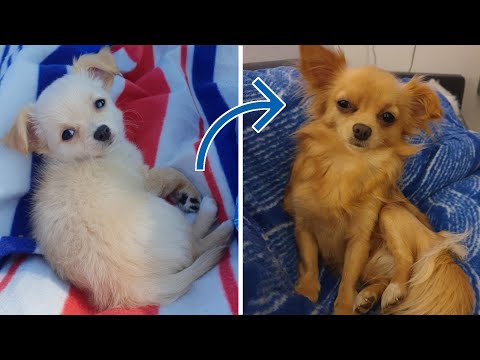 Die ersten Monate meines Chihuahuas - Vom Welpen zum erwachsenen Hund