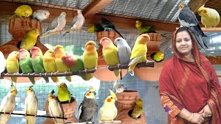 পাখির খামার করে সফল নারী উদ্যোক্তা লাবণী - পাখি পালন পদ্ধতি ও আয় ব্যয় - Bird Farm - Pakhi Palon