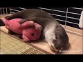 CUTE AND FUNNY OTTERS | COMPLICATION | 2017 |