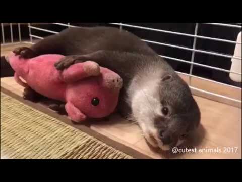 cute-and-funny-otters-|-complication-|-2017-|