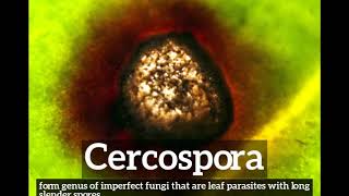 What Is Cercospora? How Does Cercospora Look? How To Say Cercospora In English?