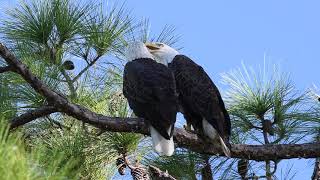 Chirping Bald Eagles Perch on Florida Tree Branch During Nesting Season
