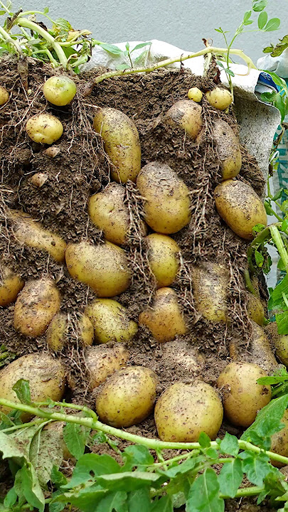 Special Techniques For Growing Potatoes Without a Garden