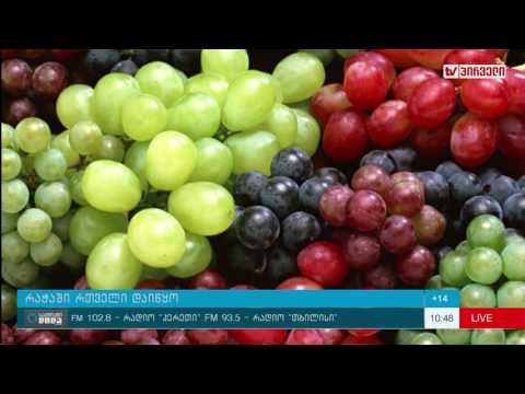 საქმიანი დილა 11. 10. 2016 -  რაჭაში რთველი დაიწყო