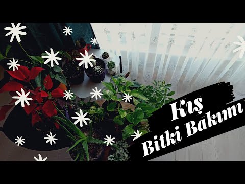 Video: Fatskhedera (32 Fotoğraf): Evde Bir çiçeğe Bakmak. Bitki Neden Kışın Yapraklarını Döker? Fatskheder Türleri Lise Ve 