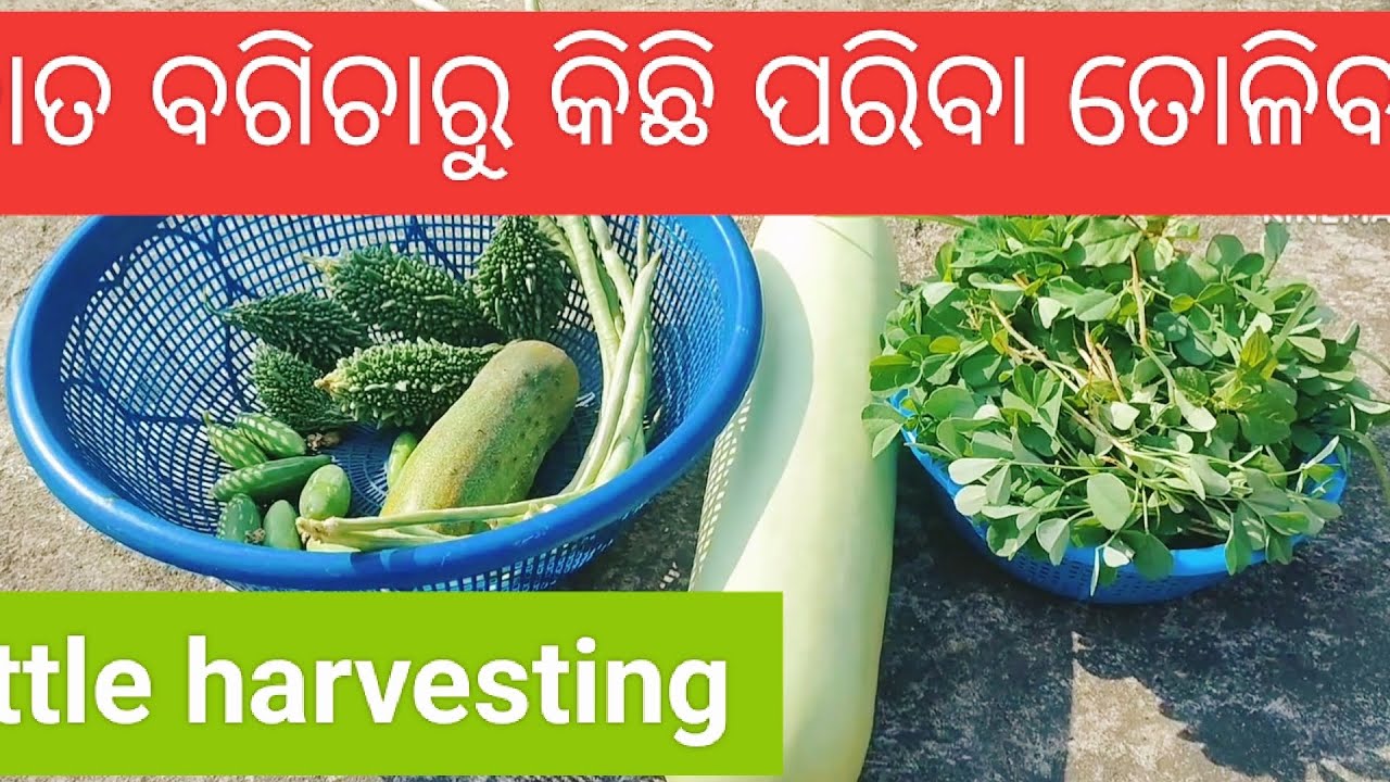 ଛାତ ବଗିଚାରୁ କିଛି ପରିବା ତୋଳିବା।Little terrace garden harvesting#harvesting #indiangardening #ytshorts