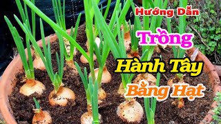 Kỹ thuật trồng Hành tây năng suất vượt trội