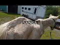 Most Incredible Horse Rescue and Recovery Story You Will Ever Watch in Your Life: Sansa