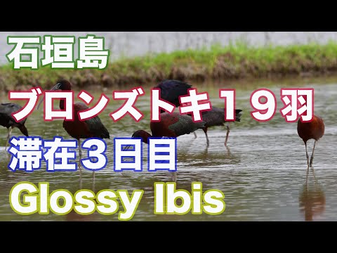 【ブロンズトキ】石垣島滞在３日目 Glossy Ibis 19