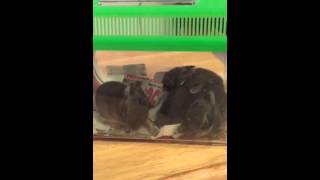 Day 2 of bottle feeding the baby bunnies