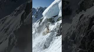 Mountain Goat Defies Gravity on Snowy Peaks 🏔️ | Unreal Climbing Skills! #Nature #Climbing #Animal