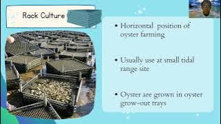 Scl Presentation Group 6 | Oyster Culture In Malaysia