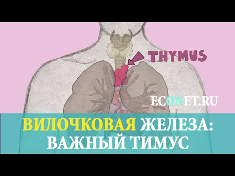 Вилочковая железа: важный тимус