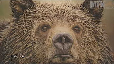 Thomas D. Mangelsen: A Life in the Wild