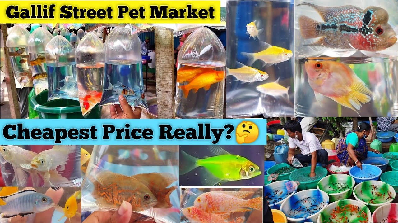Cheapest Aquarium Fish Price In Kolkata 2021 Gallif Street Pet Market