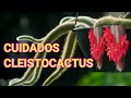 APRENDE TOSO SOBRE CLEISTOCACTUS / COMO CUIDAR CACTUS COLA DE MONO