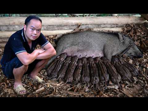 One Incredible Night – Duong witnessed each wild piglet being born healthy in the land of happiness thumbnail