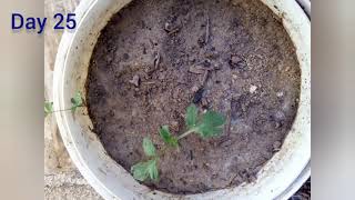 How to grow tomatoes at home | Tomato plant development stages | part One .