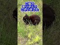 【だるまさんが転んだ！】須磨浦公園のニャンズ　おばちゃんと遊んでくれました😆