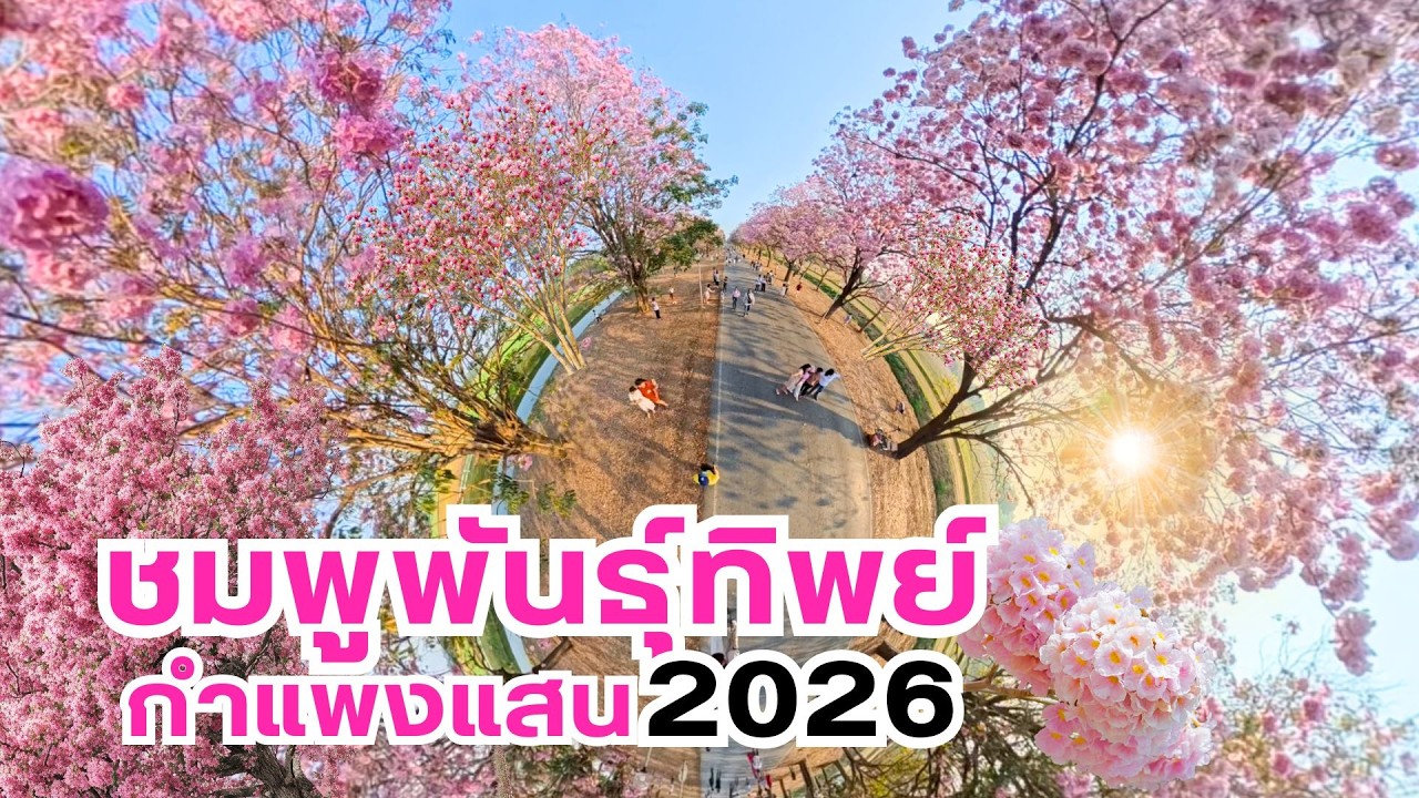 ชมพูพันธุ์ทิพย์กำแพงแสน 2026 ที่ ม. เกษตร กำแพงแสน เที่ยวทั่วไทยไปกับพี่หมู
