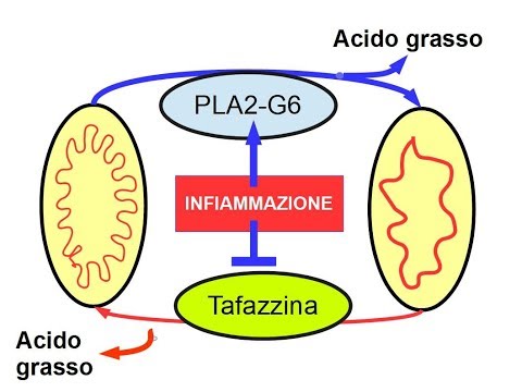 Mitocondri Efficienti