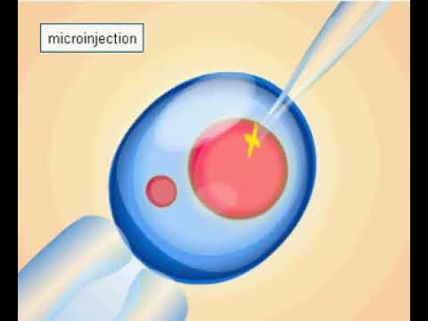 Video: Ce este mutația transgenică?
