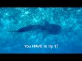 Whale shark excursion: Veligandu Island Resort & Spa, Maldives