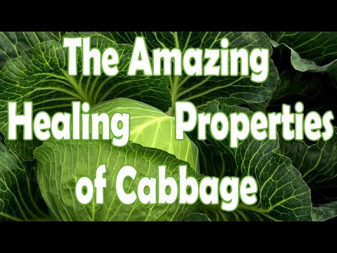 Health Video: Cabbage: Food, Medicine, or Both? 12 ways that Cabbage can be used for Healing