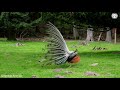 Amazing white Peacock Dance in Zoo \Beautiful Peafowls in The World \Green Peafowl Dance in outsite