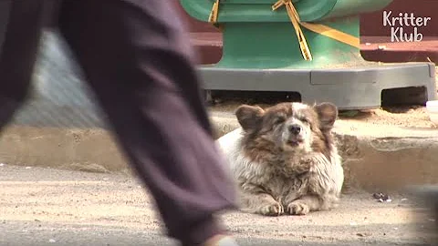 Dog Waits In Tears For 10 Years, Longing For Her Owner To Come Back | Animal in Crisis EP60 - DayDayNews