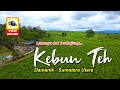 Pesona Kebun Teh Damanik Sumatera Utara // View Drone